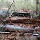 Illustration for article titled GHOST CARS ROTTING IN THE MISSISSIPPI SWAMP